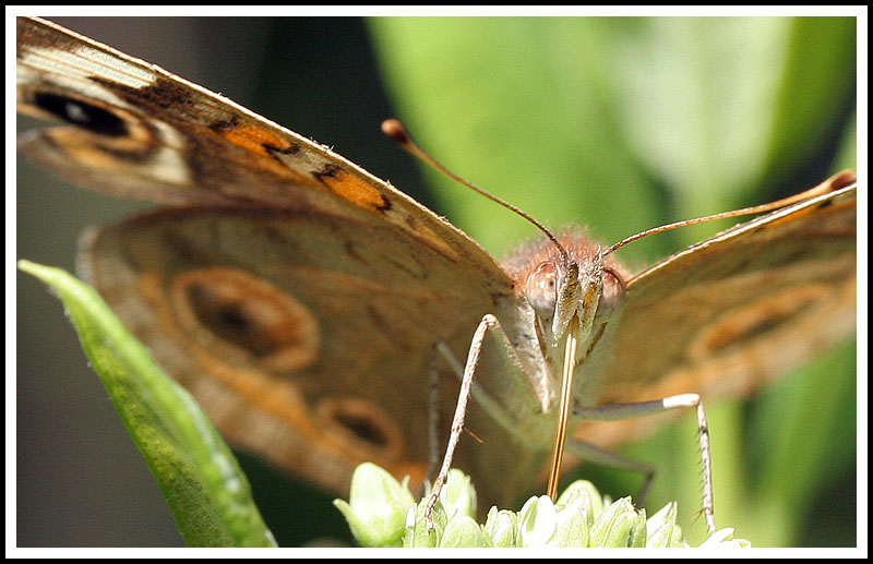 Butterfly Drink