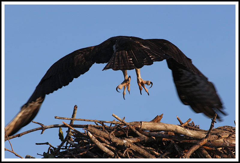 My What Big Talons You Have