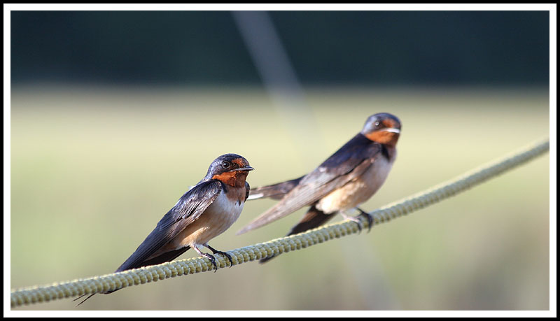 Swallows II
