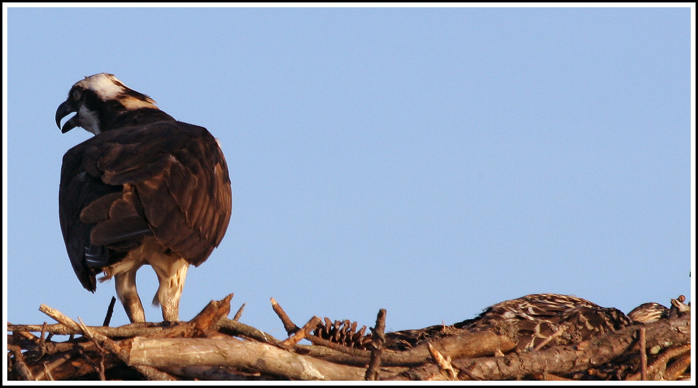 Osprey Nest