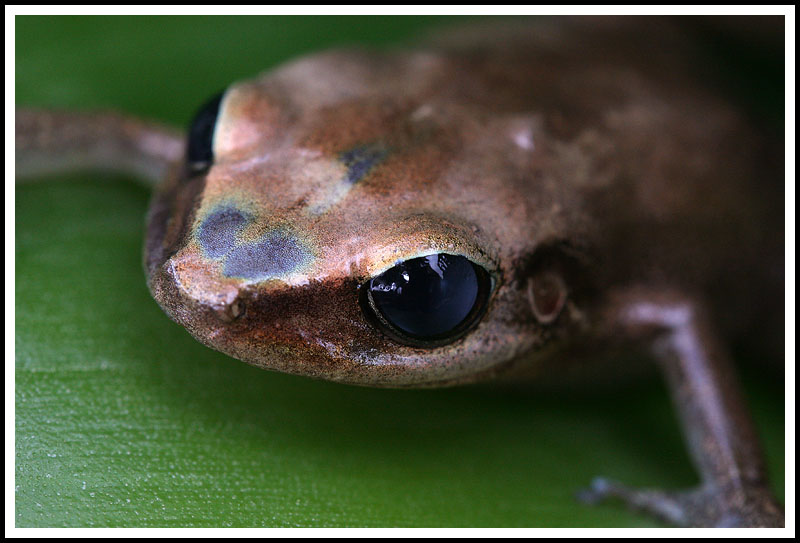 Coqui Frog