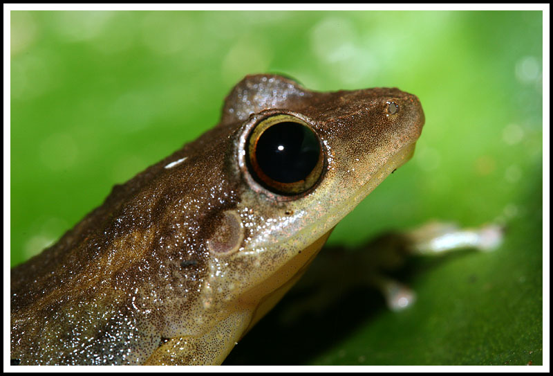 Coqui Tree Frog