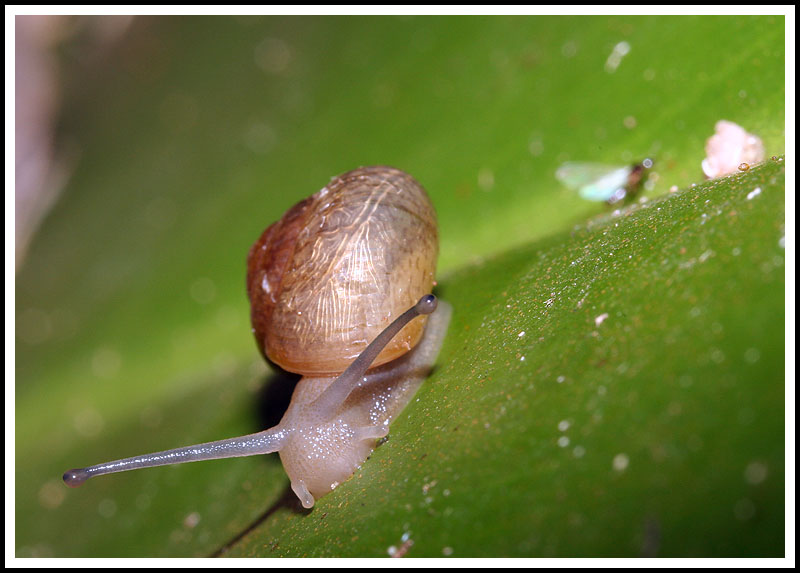Snails
