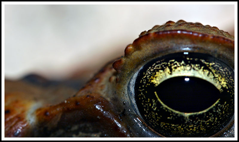 Big Cane Toad