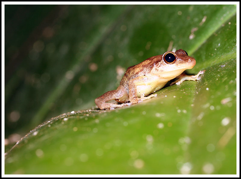 Coqui Tree Frog
