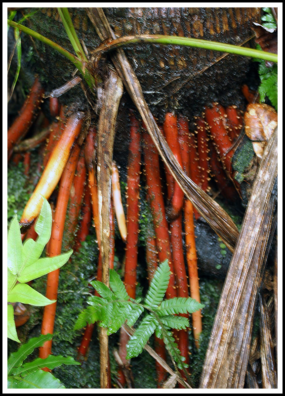 Red Pam Roots