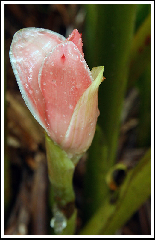 Red Torch Ginger