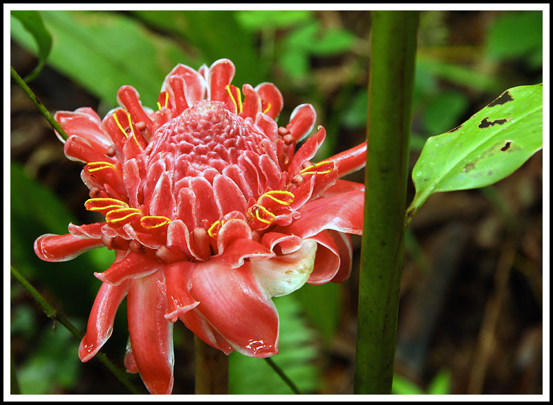 Red Torch Ginger