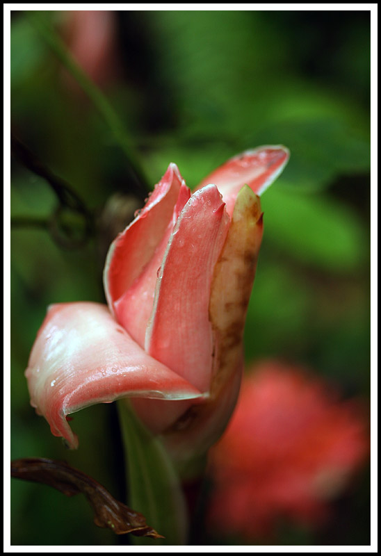 Red Torch Ginger