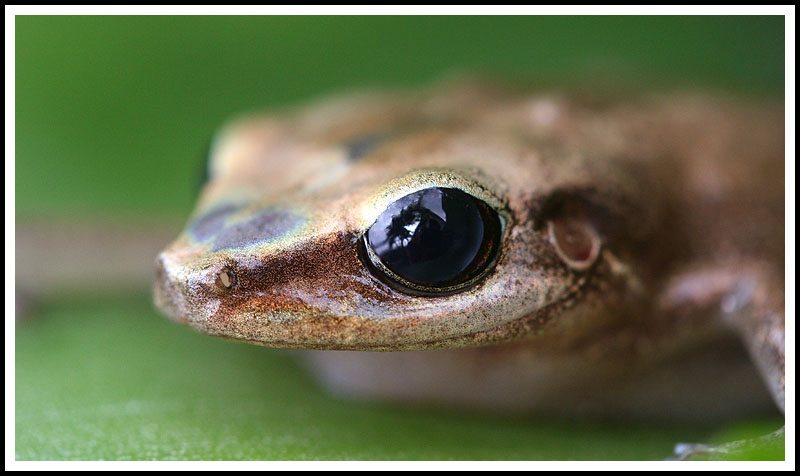 Coqui Tree Frog