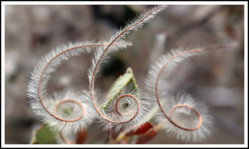 Satans Seed