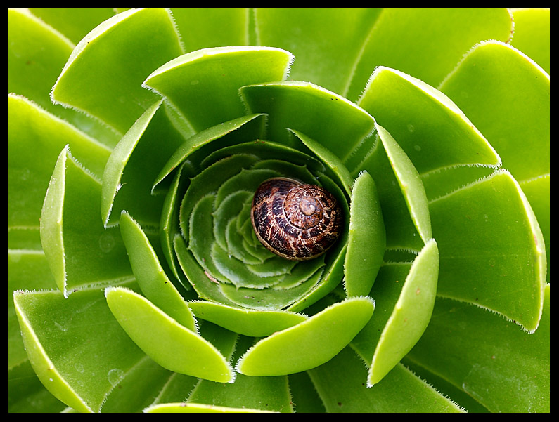 Snail Camouflage