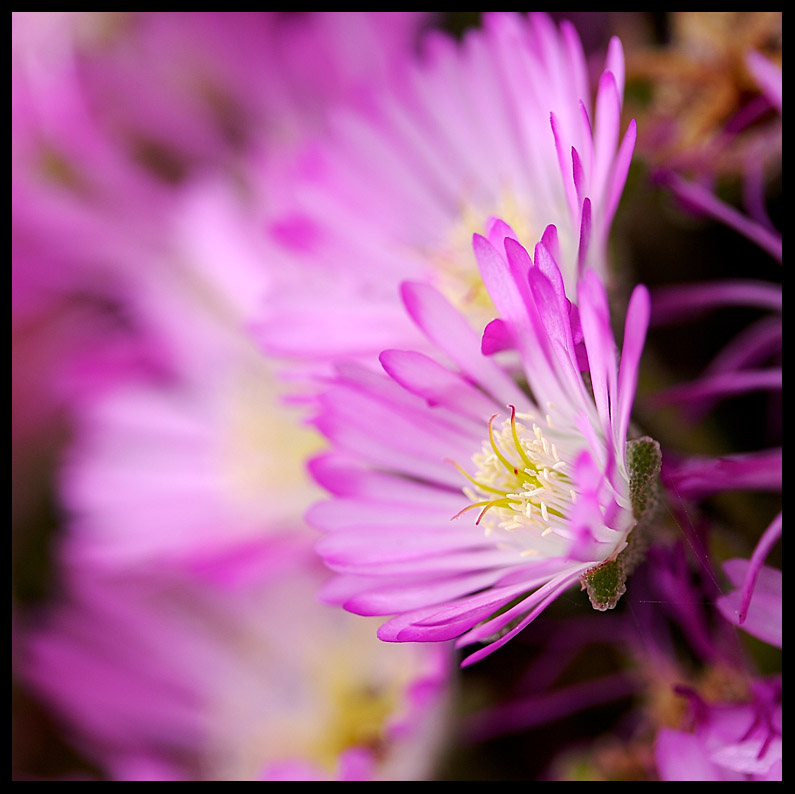 Ice Plant Flower - Carpobrotus