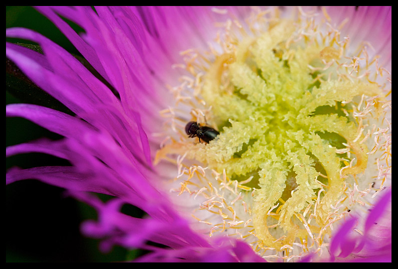 Love in a Flower Bed I