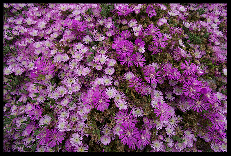 Carpobrotus Chilenesis?