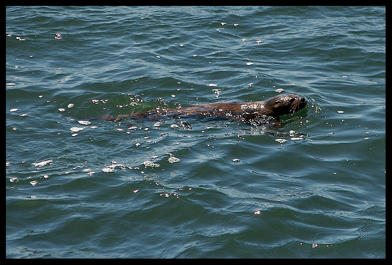 Chungungo (Lontra felina)