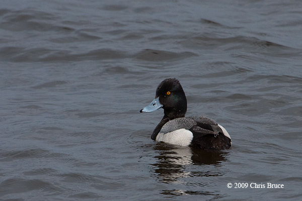 Lesser Scaup (male)