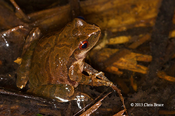 Spring Peeper