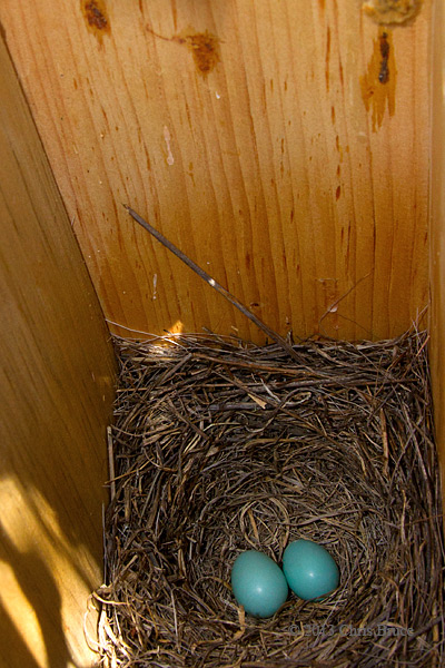 Eastern Bluebird Eggs