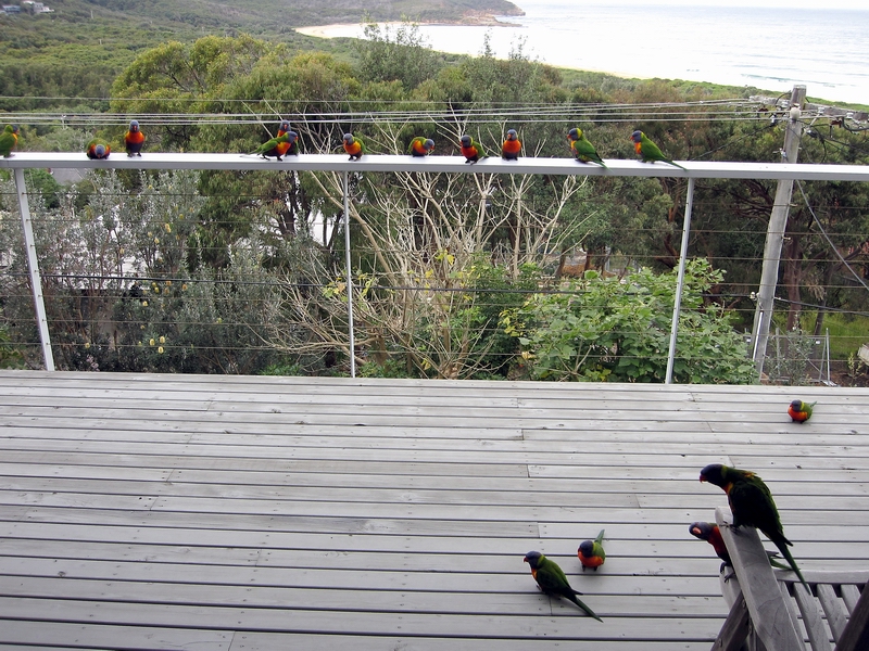 16 Rainbow Lorikeets on Jan's Veranda