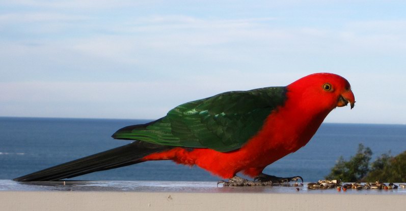 King Parrot