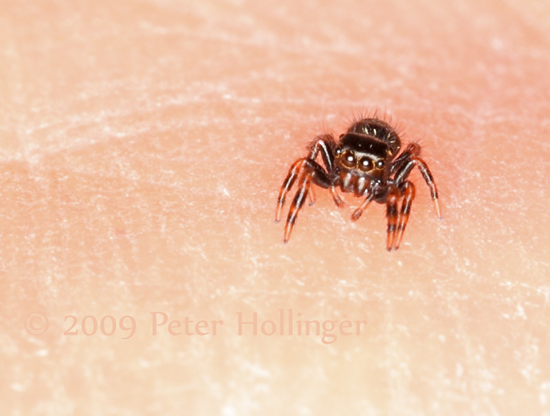 Baby Jumping Spider