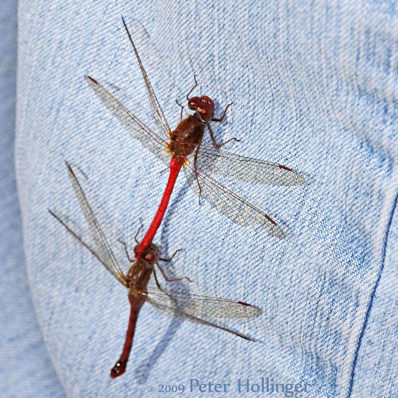 Autumn Meadowhawks Mating