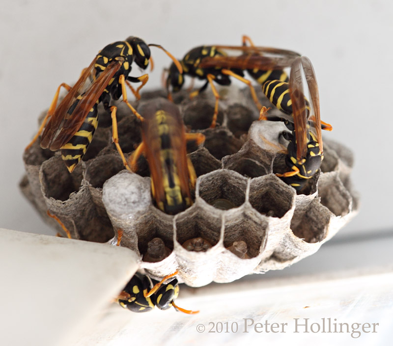 European Paper Wasp Nest