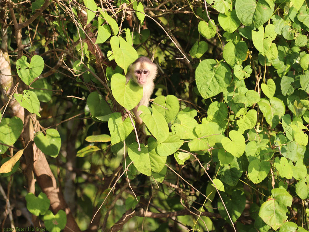 White-fronted Capuchin (Cebus albifrons)