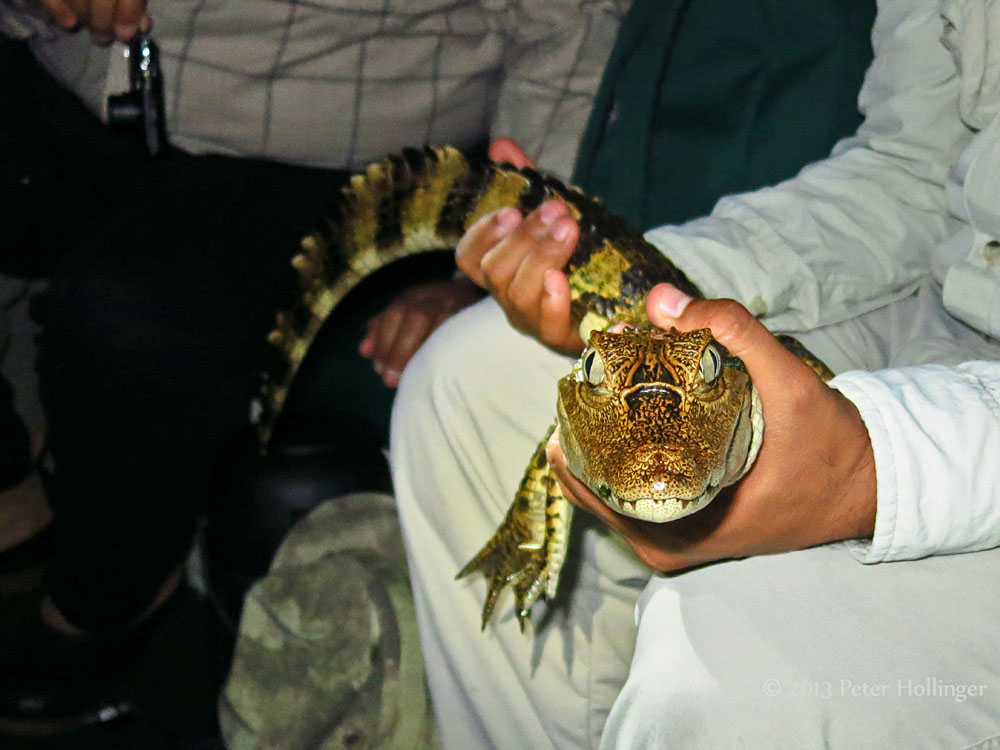 Spectacled Caiman