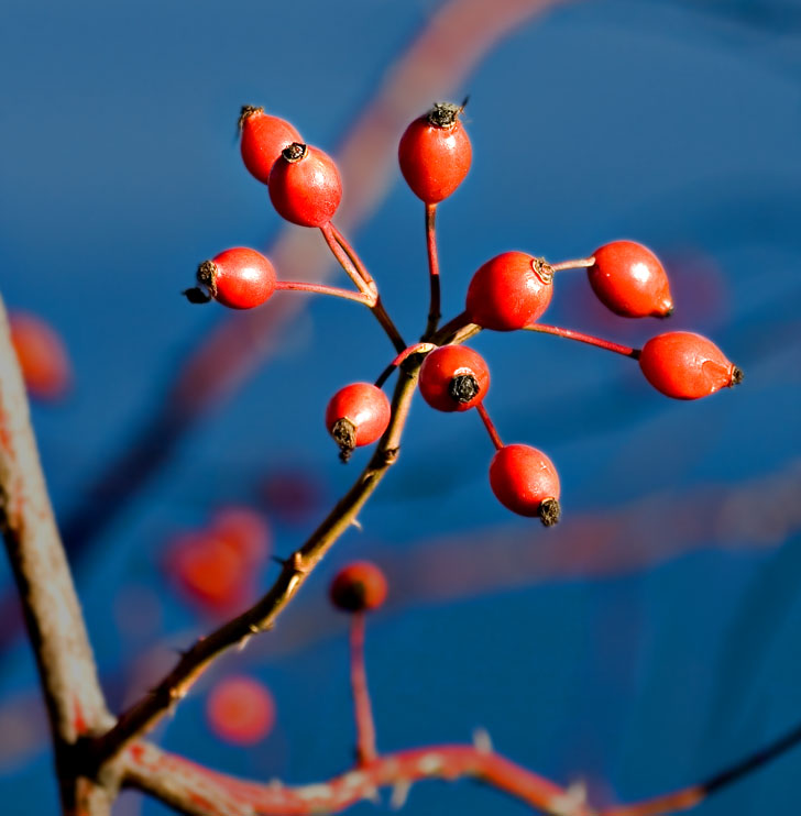 Rose Hips