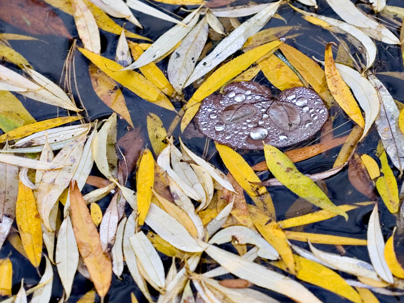 Weeping Katsura Leaf