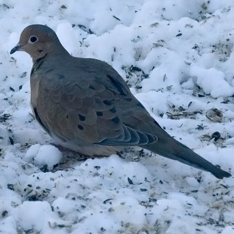 Office Dove