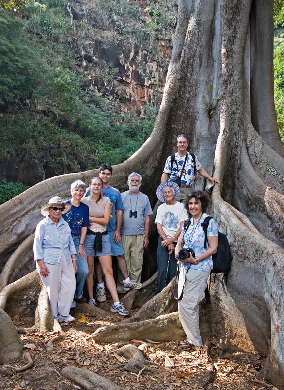 Ficus Roots