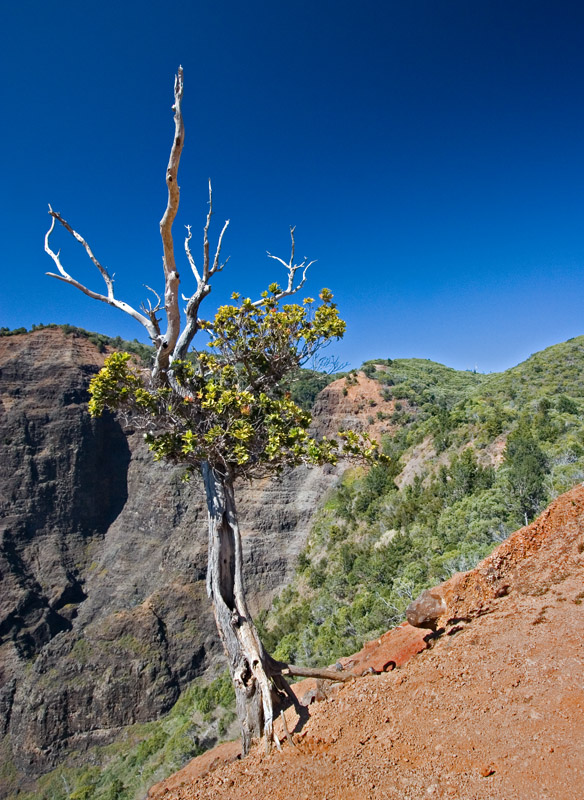 Tree in Waimea Canyon