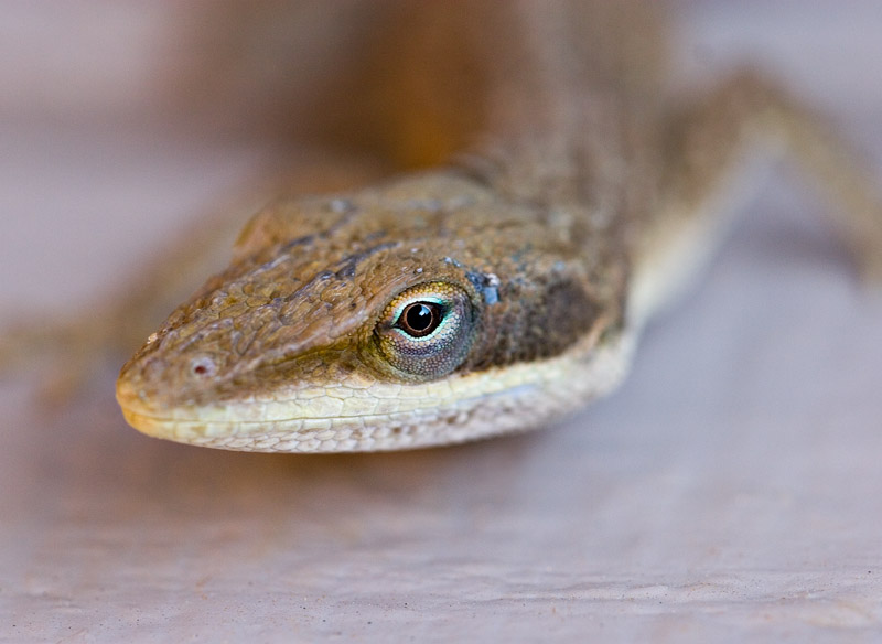 Lizard Eye