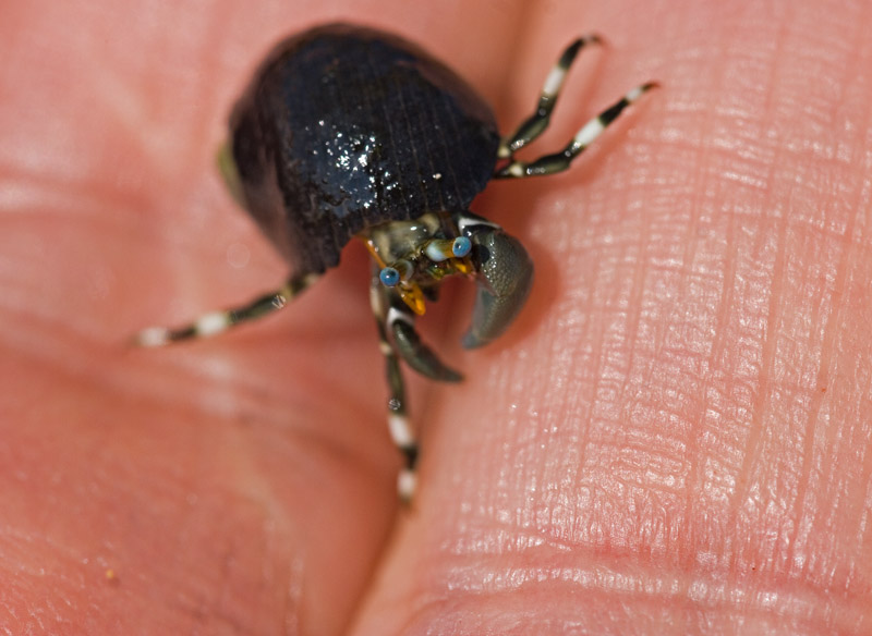 Seurat's Hermit Crab (Calcinus seurati) 