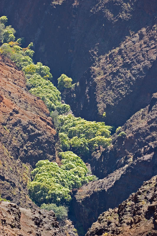 Waimea Canyon Streambed