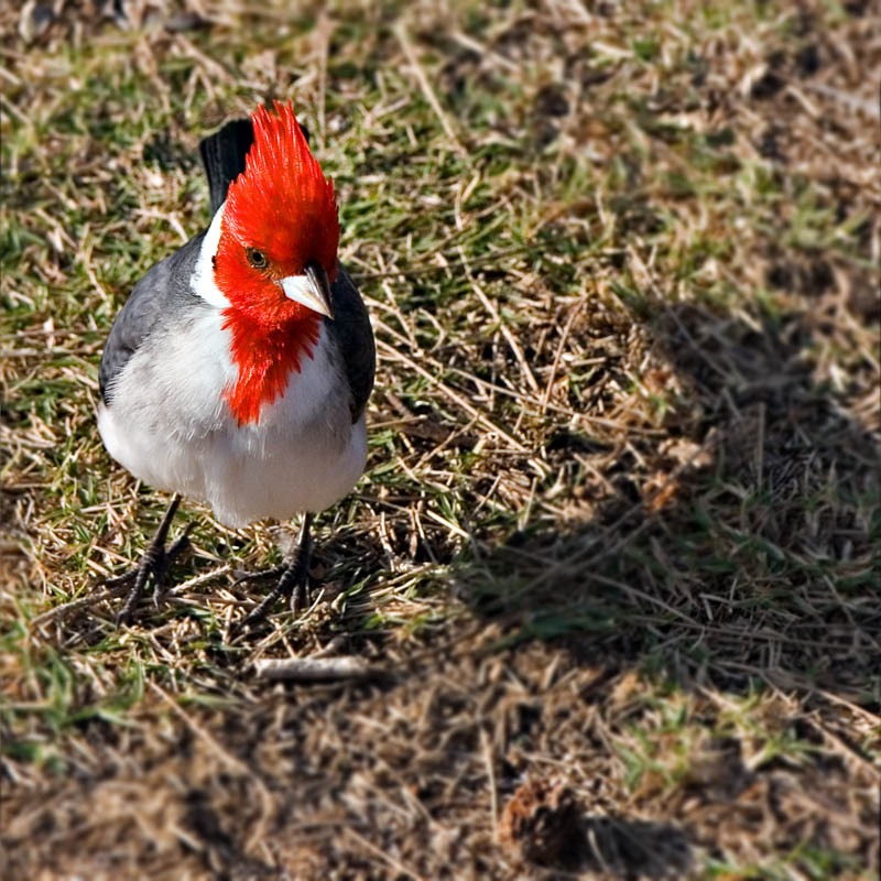 Red-Crested Cardinal (<i>Paroaria coronata</i>)