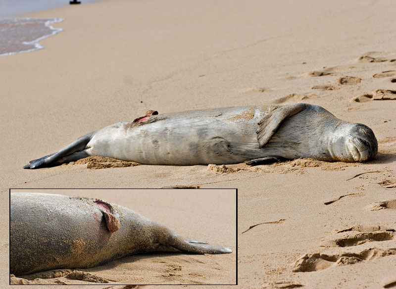 Hawaiian Monk Seal with Cookie-Cutter Wound