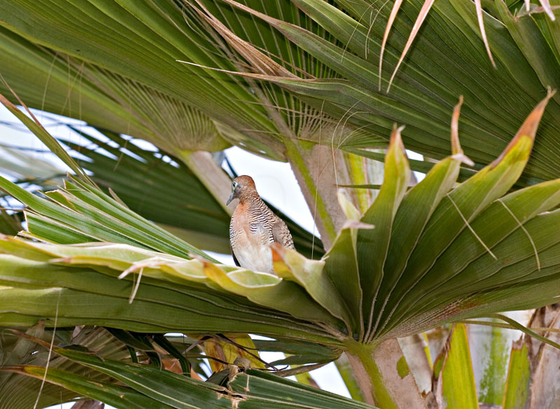  Zebra Dove (<i>Geopelia striata</i>) in Palm