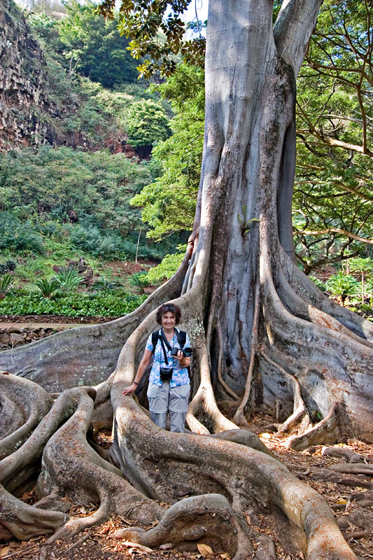 Donna in Ficus