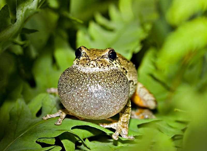 Gray Tree Frog Trilling