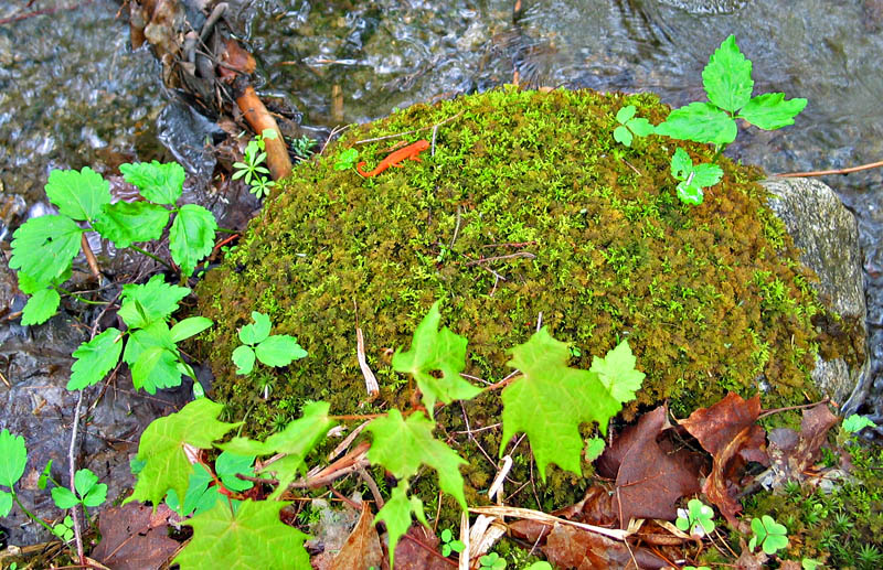 Red Eft on Sphagnum Moss