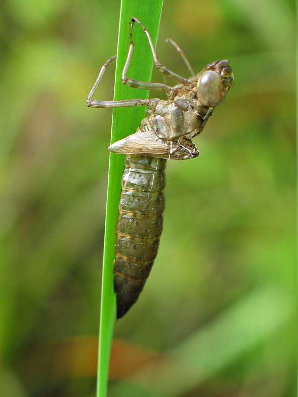 Dragonfly Exuviae