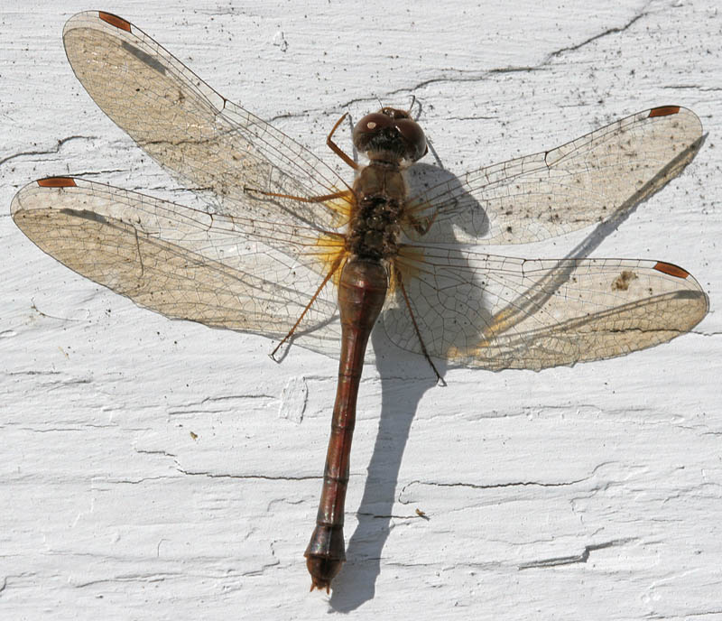 Dragonfly on Clapboard
