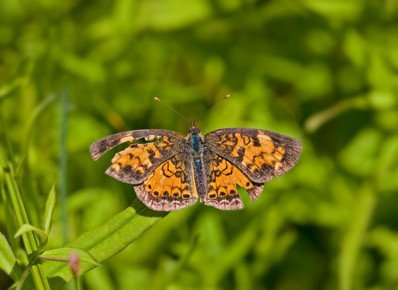 Ragged Northern Crescent Butterfly