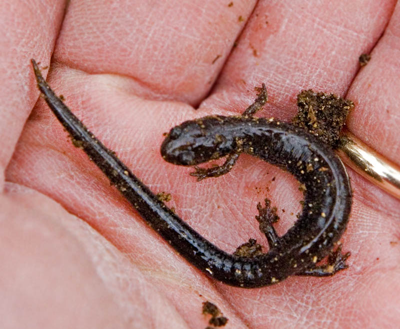 Eastern Red-backed Salamander - Leadback