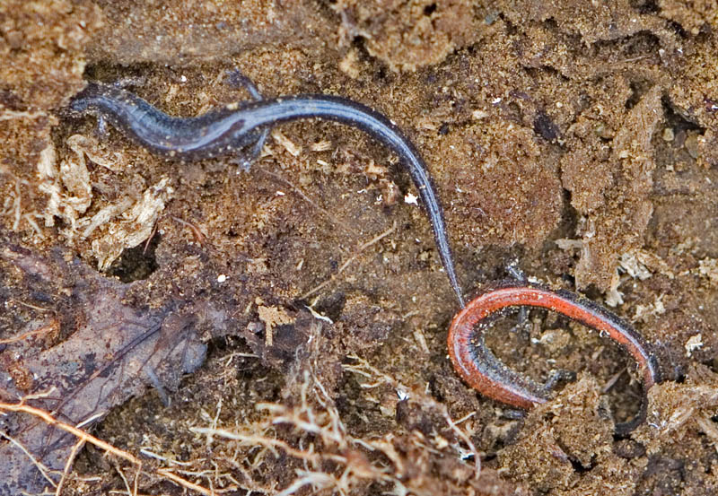 Eastern Red-backed Salamanders