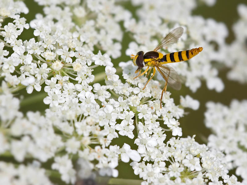 Syrphid